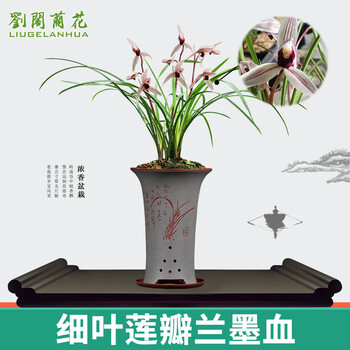 劉閣蘭花 刘阁兰花苗 莲瓣兰铭品 墨血 冬带花苞出售兰草室内绿植花卉盆栽 2苗连体裸根 关注配肥全利兔-实时优惠快报