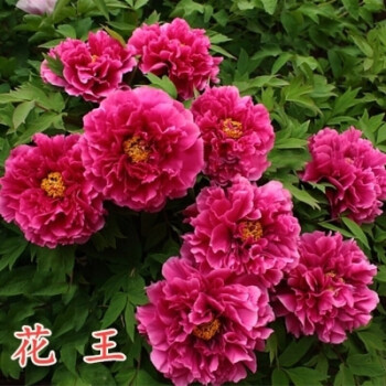 洛阳牡丹花苗带芽发货观赏花室内外庭院植物盆栽重瓣牡丹花苗花卉玫瑰