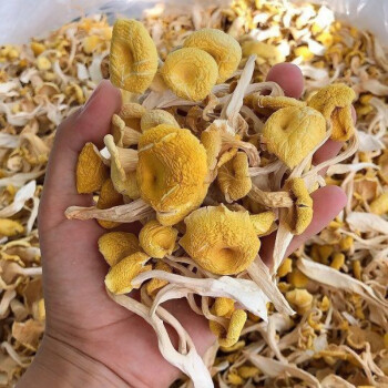 东北特产鸡油菌榆黄蘑黄金菇小黄蘑菇菌汤包菌类 精选200克