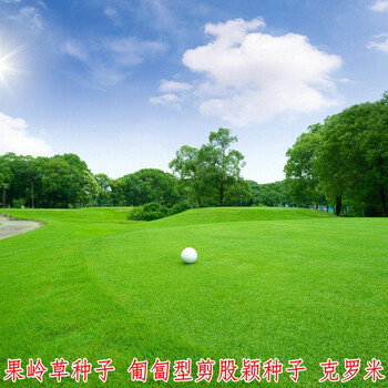 百萌(bai meng)四季青进口草坪种子草种子高尔夫球场别墅庭院果岭草