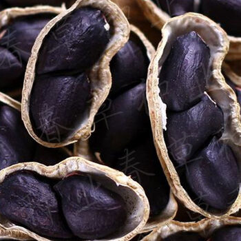 高原早熟富晒黑花生种子种晒干黑花生米花生种带壳紫花生带壳高产黑