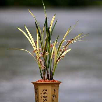 兰花苗建兰四季兰虎斑艺中透艺山水画八宝奇珍浓香型花卉易开花八宝