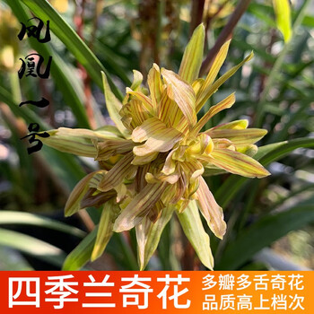 京东PLUS：劉閣蘭花 兰花苗 花艺青山现带香水花苞出售有香味的兰花卉绿植盆栽 凤凰1号2苗，配盆土肥全利兔-实时优惠快报
