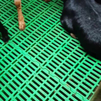 牛床漏粪板犊牛养小牛保育床上养牛产床牛场用品牛用器械养牛用品绿色