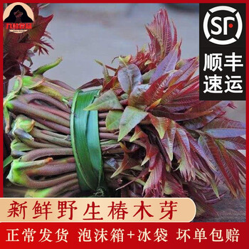 湖南湘西野生椿木芽野菜椿木巅香椿芽头茬春芽菜香椿芽500g