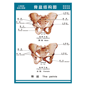 医院科室宣教挂图人体结构示意图器官解剖图全身骨骼图宣传画墙贴画