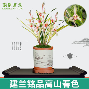 劉閣蘭花 兰花苗 复色轮 高山春色 夏带浓香花苞出售室内花卉兰草盆栽 3苗连体裸根带花全利兔-实时优惠快报