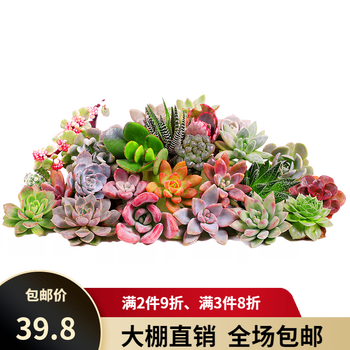有券的上：香远花邺 精选随机3棵多肉不重复其它类商品-全利兔-实时优惠快报