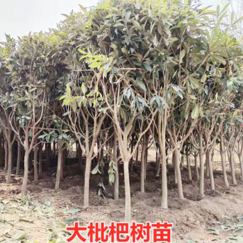 枇杷树嫁接大五星特大无核盆栽白玉枇杷树苗南方北方种植当年结果6
