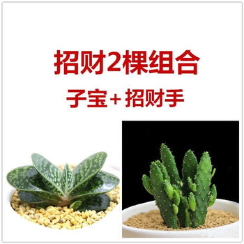 多肉植物多肉组合【子元宝】子宝多肉植物元宝花盆栽