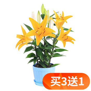 欧悟 带芽水仙花种球百合盆栽 水培土培水养室内花卉水生 百合带盆栽好套装C其它类商品-全利兔-实时优惠快报