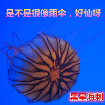 天弗太平洋狮鬃蛋黄大西洋彩色紫纹黑星海刺活物巴布亚硝宠物展 浅