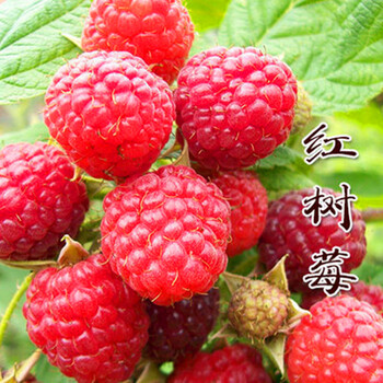 树莓苗野生双季树莓红树莓苗种植果树苗盆栽地栽当年结果红树梅4年苗
