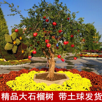 中大型石榴树树苗特大软籽突尼斯石榴苗盆栽地栽别墅庭院阳台果树苗