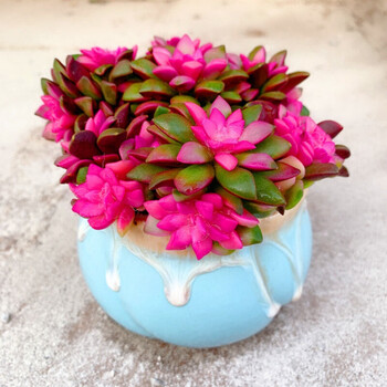 吹雪之松锦多肉植物群生多头卡日松锦客厅花卉盆栽绿植大吹雪之松带釉