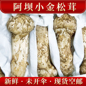 (顺丰空运)四川阿坝小金松茸 新鲜松茸 精选特级装500g 送人送礼 非