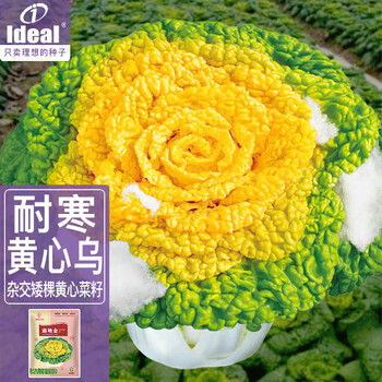 概率券、plus会员:IDEAL理想农业 黄心菜种子黄心玫瑰 种籽20g*1袋其它类商品-全利兔-实时优惠快报