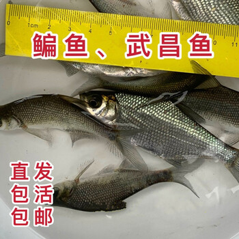 楠苑秋颖鳊鱼武昌鱼淡水活鱼养殖草鳊鱼胖头花链草鱼重庆永川水花鱼苗