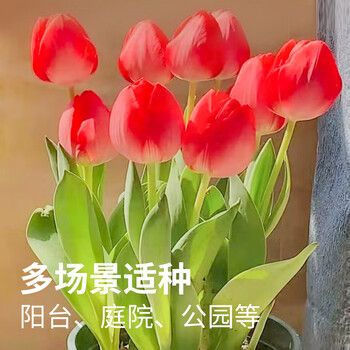 京东鲜花 荷兰进口郁金香种球5个水培套餐（塑料水培盆+石子+营养液其它类商品-全利兔-实时优惠快报
