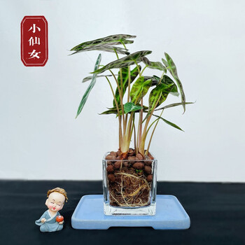 YAHUI 雅卉 小仙女+方缸 含盆其它类商品-全利兔-实时优惠快报