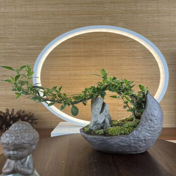 宁频 绿植盆栽 悬崖六月雪+月亮盆+底座其它类商品-全利兔-实时优惠快报