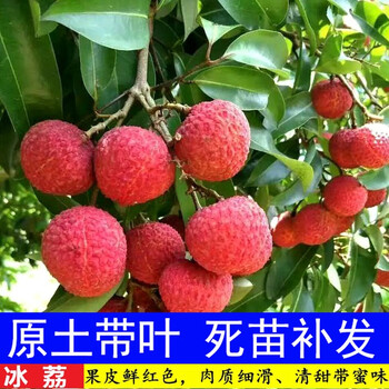 盆栽果树苗南方北方种植荔枝树死苗补发冰荔带土带叶当年结果三年苗
