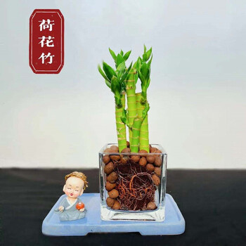 YAHUI 雅卉 荷花竹+方缸 含盆其它类商品-全利兔-实时优惠快报