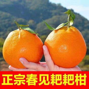 鲜程祥合 特大果 爆甜 四川春见耙耙柑 5.5斤装 （果径80mm+）全利兔-实时优惠快报