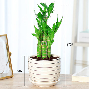 水养荷花竹小型盆栽文昌竹室内花卉绿植水培植物富贵竹子d9陶瓷螺纹盆