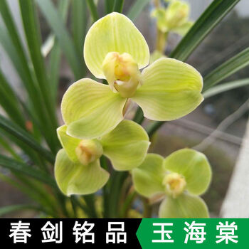玉堂春四川春剑精品浓香型兰花盆栽名贵玉海棠4苗连体当年开花