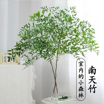 临雅 南天竹水培绿植 南天竹20-30cm1枝全利兔-实时优惠快报