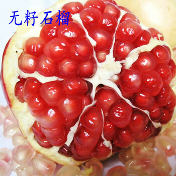 地栽大红袍南方北方种植当年结果无籽石榴4年苗当年结果81cm含110cm含