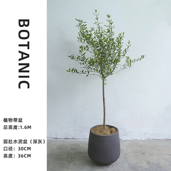 麦桑荷油橄榄树盆栽北欧风大型绿植树苗棒棒糖防辐射四季黑圆肚水泥盆