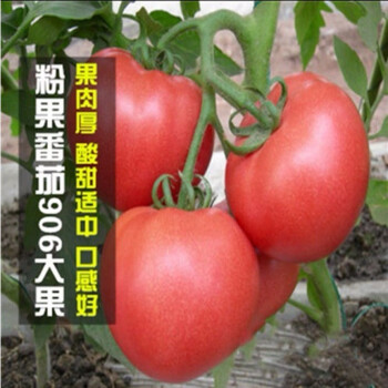 四季辣椒苗特辣朝天椒大青线椒甜椒各种高产番茄苗蔬菜苗盆栽秧苗大粉