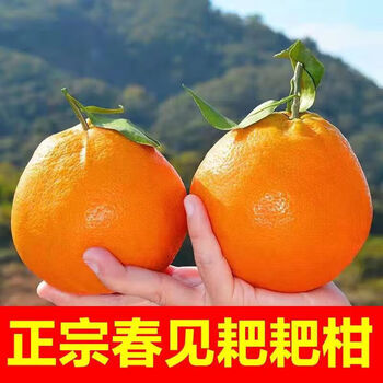 兰怜 特大果 四川春见耙耙柑 9斤装（拍2合并发9斤装） 果径80-100mm食品类商品-全利兔-实时优惠快报
