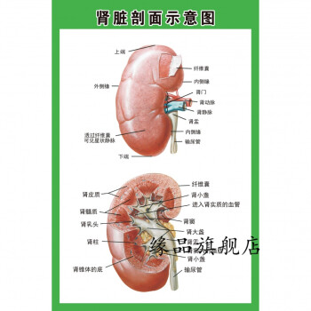 人体内脏解剖示意图医学宣传人体器官心脏结构图医院海报肾脏剖面示意