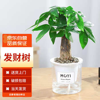 PLUS会员、概率券: 墨一 发财树 绿植盆栽 带懒人自吸盆 1盆其它类商品-全利兔-实时优惠快报