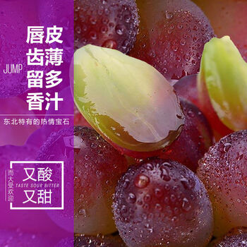 东北茉莉香葡萄新鲜提子郁金香水果整箱非无籽红提玫瑰香葡萄精选2斤
