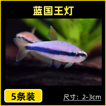 蓝国王灯鱼 蓝帝提灯国王凯莉灯热带淡水观赏小型鱼水财神(water