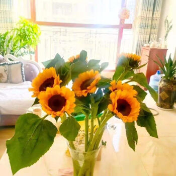 向日葵鲜花太阳花水养鲜切花花束昆明基地直发水养办公室家用插花 向日葵8支 +保鲜剂