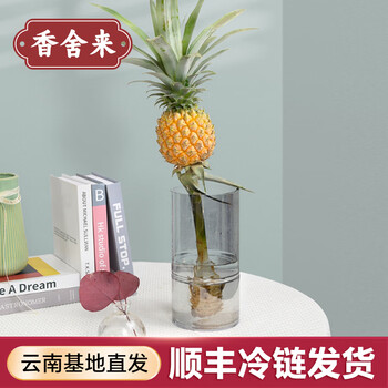 香舍来 水培观赏菠萝 1只全利兔-实时优惠快报
