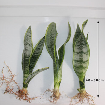 虎皮兰盆栽植物虎皮兰大金边虎尾兰植物室内吸甲醛绿植 长脚40-50厘米
