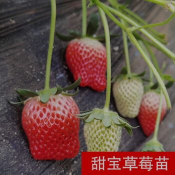 甜宝草莓苗【15颗】