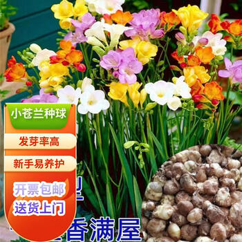 花琴 香雪兰剑兰种球 家庭阳台种植 花卉小苍兰盆栽 洋晚香玉 别称小苍兰剑兰球4个球随机混色全利兔-实时优惠快报