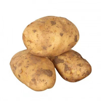 精选果蔬山东农家自种土豆新鲜310斤蔬菜现挖黄心新土豆马铃薯洋芋大