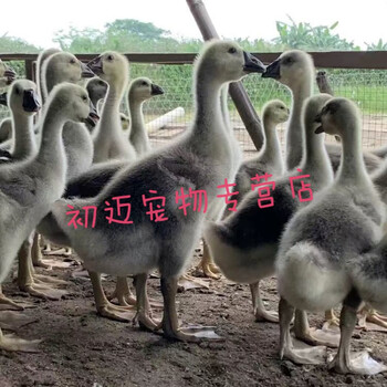 一斤脱温鹅苗活体批发皖西鹅苗大白鹅苗三花鹅苗百子鹅产蛋王朗德鹅苗
