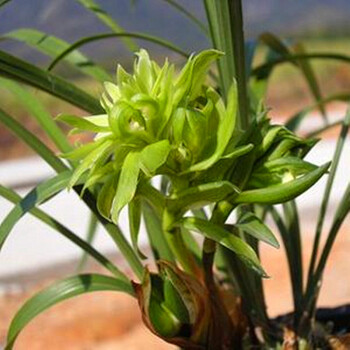 姜芮兰花春兰宋蝴蝶兰花苗花卉盆栽绿植物室内盆景浓香四苗连体裸根不