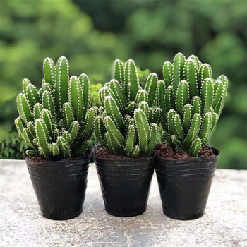 易囍艺 多肉植物 肉肉盆栽组合套装 万重山其它类商品-全利兔-实时优惠快报