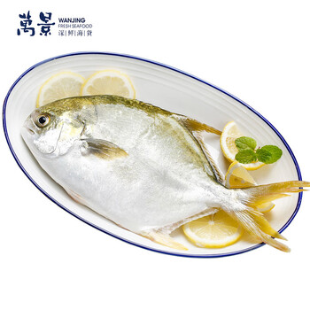 万景 生态原条金鲳鱼550g (1条) 北海湾海鱼 新鲜急冻 海鲜水产 生鲜