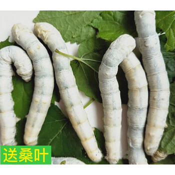 1龄2龄3龄4龄5龄天然金丝大蚕宝宝幼虫活体活物新鲜桑叶彩色蚕卵普通